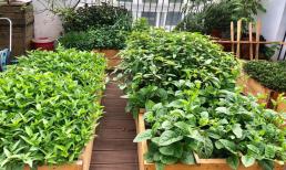 Trồng rau trên sân thượng: Đất trong chậu dùng vài năm có cần thay mới? Kinh nghiệm giúp tiết kiệm chi phí tối đa mà cây vẫn xanh tốt