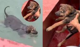 Bị bỏ quên giữa vịnh Hạ Long, chú chó cố bơi tới thuyền du khách để cầu cứu