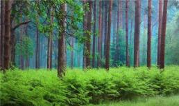 Có câu: 'Người nghèo không chặt ba loại cây thì con cháu sẽ được bảo vệ', đó là ba loại cây nào?