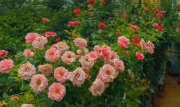 Trồng hoa hồng trong thời tiết nắng nóng, nhiều người lo lắng cây sẽ chết, không ra hoa, đây là mẹo để khắc phục 