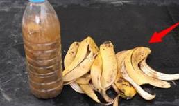 Đừng vội vứt vỏ chuối đi, hãy ngâm vào nước có pha thêm một số nguyên liệu, trở thành “phân bón vạn năng” để dưỡng rễ, hiệu quả rất tuyệt vời!