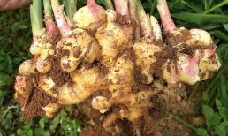 Khi trồng gừng trên ban công, bạn hãy lưu ý 3 điểm, đào ra “núi gừng xô bồ”, một năm ăn không hết