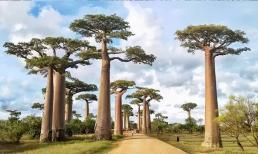 Cây đa năng nhất trên thế giới, người dân châu Phi có thể dựa vào cây để ăn, uống, làm món ăn và coi như 'cây thánh'