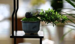 Nếu ở nhà xuất hiện những dấu hiệu này, xin chúc mừng bạn đã ở trong mảnh đất có kho báu phong thủy!