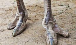Một cư dân bộ lạc ở châu Phi có 'bàn chân đà điểu' và được gọi là 'người đà điểu'