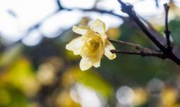 Những người không thích đến thăm nhà người khác và ghét người khác đến nhà mình phần lớn là ba tính cách này