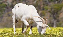 Con giáp kiếm tiền 'đỉnh' nhất tháng 5/2022, tài lộc đến, vận trình thăng hoa rực rỡ