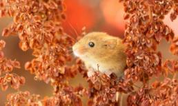 4 con giáp: Chuột, Rắn, Hổ và Ngựa, sinh vào những giờ sau đây sẽ có số mệnh vinh hoa phú quý