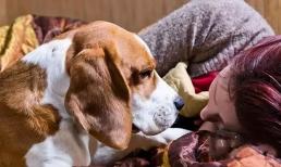 Có một khoảng cách thực sự lớn giữa người 'nuôi chó' và người 'không nuôi chó'