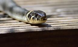 Khổ tận cam lai, cuối tháng 4 âm lịch là thời điểm may mắn của 3 con giáp này, cơ hội làm giàu trong tầm tay, muốn gì được nấy