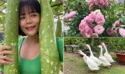 Ca sĩ Mỹ Lệ khoe khu vườn rộng hàng nghìn m2: Chăn nuôi gia súc, cây trồng sai trĩu quả, ngập hoa thơm 