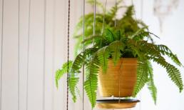 3 loại cây thích hợp cho phòng trẻ em, dễ sống và đẹp, kích thích trí tưởng tưởng của trẻ và giúp bé ngủ ngon