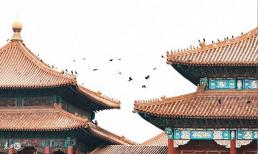 Tại sao Tử Cấm Thành lại đầy quạ vào lúc nửa đêm? Chuyên gia đưa ra câu trả lời 