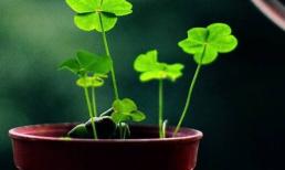 Nếu bạn nhìn thấy 'nó' trong chậu hoa, hãy nhổ ra ngay lập tức, nếu không hoa sẽ không sống được