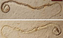 Hóa thạch rắn khổng lồ 35 triệu năm tuổi được khai quật với chiều dài gần 10m, chuyên gia siêu kinh ngạc