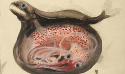 Cá dĩa đen: Kẻ ăn thịt 'đáng sợ' của tự nhiên, có thể nuốt chửng con mồi to hơn gấp 10 lần trọng lượng cơ thể của chính nó