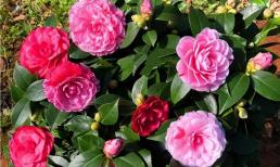 Loại hoa này thơm hơn hoa hồng, dễ chăm sóc hơn hoa hồng, lại có hình dáng cao cấp, quyến rũ