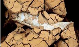 Con cá 'khỏe' nhất thế giới, chết trên sa mạc trong vài năm và sống lại ngay khi gặp nước 