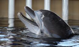 Động vật nào là thông minh nhất?