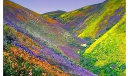 Sa mạc độc nhất thế giới: hoa đua nhau nở trong hai tháng