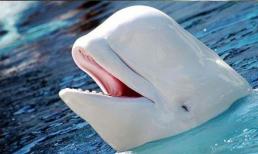 Nước biển không thể uống trực tiếp do có độ mặn cao, vậy tại sao cá có thể uống nước biển mặn như vậy?