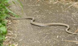 Tại sao rắn độc phải chặt đầu đem chôn sau khi chết? Nó không phải là mê tín, nó có cơ sở khoa học