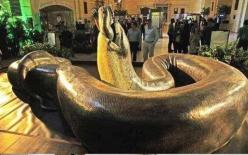 Tại sao con người tự nhiên sợ rắn? 60 triệu năm trước, rắn khổng lồ là chúa tể của trái đất