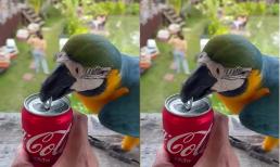 Vẹt đuôi dài thông minh trổ tài mở lon nước ngọt giúp chủ nhân