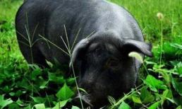 Thịt lợn đen thơm hơn thịt lợn thường, ngoài việc lợn đen thường xuyên vận động còn nguyên nhân do đâu?