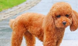 6 điều 'cấm kỵ' khi nuôi chó trong mùa hè nhiều người vẫn đang phạm phải, sửa ngay đừng để quá muộn! 