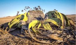 'Bạch tuộc lớn' sa mạc châu Phi: rộng 30 cm, dài 3 mét, tuổi thọ hàng nghìn năm!