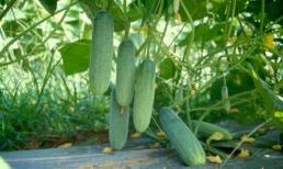 Mùa mưa, trồng loại rau gì để lên xanh tốt, mơn mởn? Đây là gợi ý 