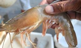 Khi luộc tôm, nhiệt độ nước tốt nhất để cho vào nồi là bao nhiêu? Hướng dẫn bạn phương pháp chính xác, tươi ngon và không bị nồng