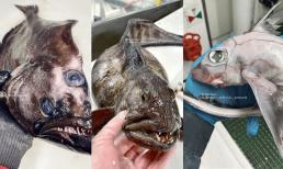 Ngư dân Nga phát hiện loài lạ khi câu cá, cư dân mạng nói: giống người ngoài hành tinh, giống Pokemon 