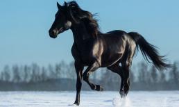 Cuối tháng 6 dương lịch: Thần Tài chỉ đích danh 3 con giáp vận sáng rực rỡ, làm đâu thắng đó, đổi đời ngoạn mục