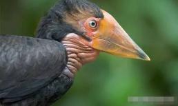 Hộp sọ của loài vật này đáng giá hơn vàng, khi còn sống thì bị rút xương và chết vì đau đớn, đói khát