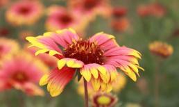 Trong 4 tháng tới, 3 con giáp mọi việc suôn sẻ, tiền bạc rủng rỉnh, tài lộc dồi dào