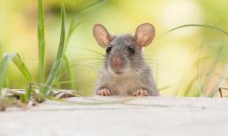 Cuối tuần này (11 - 12/6): Xui xẻo bủa vây, tai ương dồn dập, 3 con giáp làm gì cũng phải thận trọng nếu không muốn thiệt thân