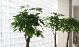 Nếu trong nhà xảy ra những hiện tượng sau đây là điềm lành, đừng phá phách, chỉ vài ngày là bạn sẽ giàu có