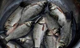 3 loại cá 'bẩn', chứa ký sinh trùng nhiều người không biết, thường mua về ăn