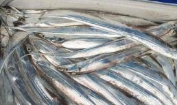 Con cá cứng đầu nhất thế giới, một khi bị bắt sẽ 'tự sát', đến nay vẫn chưa ai có thể đưa nó sống sót vào bờ