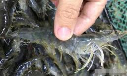 Sự khác biệt lớn nhất giữa tôm biển và tôm sông là gì? Hãy hiểu rõ ràng để không mua nhầm nhé!