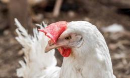 4 bộ phận của gà có thể gọi là 'ổ' của ký sinh trùng, hãy vứt bỏ chúng nhanh chóng