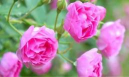 Có người không tốt với người nhà nhưng lại đối tốt với người ngoài, đây là tâm lý gì?