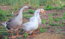 Tại sao rắn sợ ngỗng? Sức chiến đấu của ngỗng mạnh đến mức nào? Sự thật nằm ngoài trí tưởng tượng của bạn