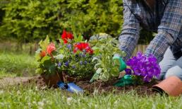 Loại 'nước tiên' này có thể dùng để trồng hoa vào mùa hè, kích thích chồi lá và hoa sẽ phát triển mạnh mẽ 