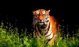 Từ giờ đến 1/6 âm lịch: 3 con giáp may mắn bậc nhất, vận số lên hương, tài lộc nối đuôi nhau chảy về