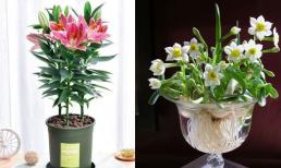 Nếu bạn có trẻ nhỏ ở nhà, đừng trồng những loài hoa này trong nhà, nếu không bạn sẽ bị chóng mặt hoặc nguy hiểm đến tính mạng