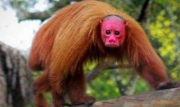 Loài khỉ xấu xí nhất thế giới với khuôn mặt đỏ bừng và không có lông, hiện đang đứng trước bờ vực tuyệt chủng