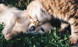 Con giáp nữ nào có duyên lấy chồng nhà giàu đại gia, 9/10 người phú quý giàu sang sau khi lấy chồng